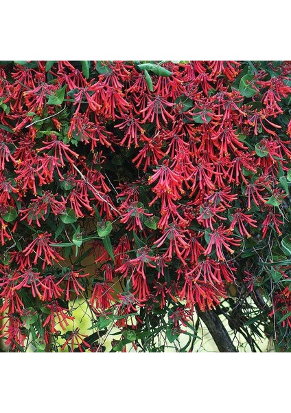 Nadir Çeşit Tüplü Lonicera Sempervirens Trompet Hanımeli Fidanı fiyatları