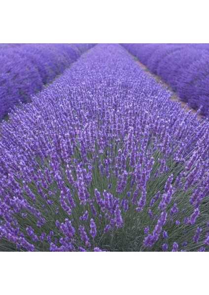 Net Tarım 55 Adet Lavanta Açık Kök Angustifolia Fidanı Fidesi