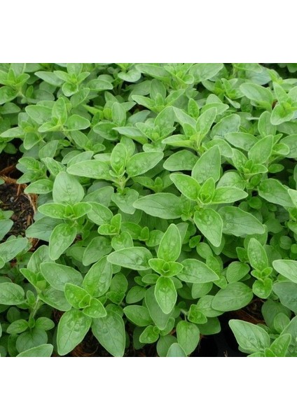 Doğal Mercanköşk TOHUMU(200 Tohum)