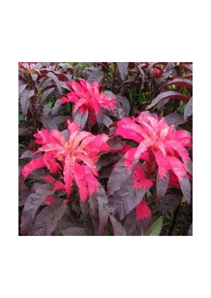 Kırmızı Ealry Splendor Amaranthus(Horoz Ibiği) Çiçeği Tohumu(50 Tohum)