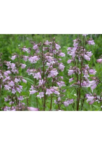 Sweet Lady Penstemon Çiçeği Tohumu(50 Adet)