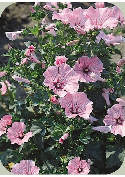 Rosea Mallow Hibiscus Çiçeği Tohumu(10 Tohum)