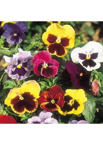 Karışık Renkli Dev Menekşe(Viola) Çiçeği Tohumu(50 Tohum)
