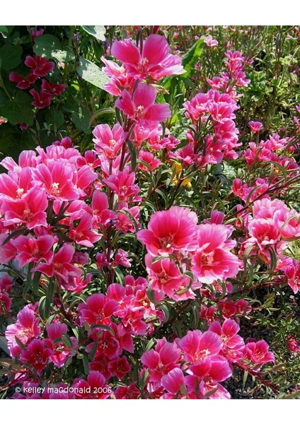 Pembe Güzeli Klarkiya Çiçeği TOHUMU(100TOHUM)