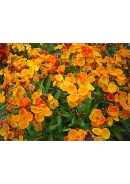 Orange Ingiliz Şebboy Çiçeği TOHUMU(100 Tohum)