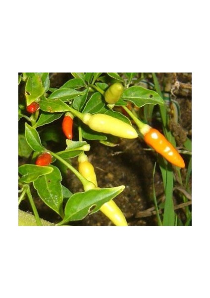 Doğal Tabasco Acı Biber Tohumu(20 Tohum)