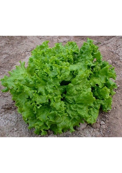 Doğal Waldman's Green Marul TOHUMU(100 Tohum)