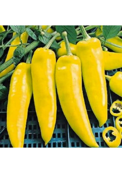Doğal Sweet Banana Muz Biber Tohumu(20 Tohum)