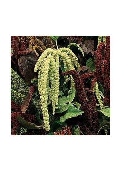 Amaranthus Caudatus Çiçeği Tohumu(50 Tohum)