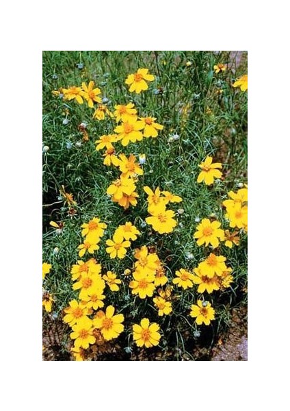 Sarı Papatya Çiçeği Tohumu(50 Tohum)