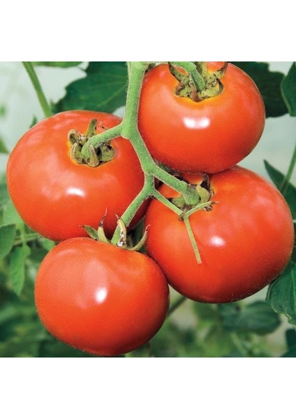 Doğal Manitabo Domates Tohumu(20 Tohum)