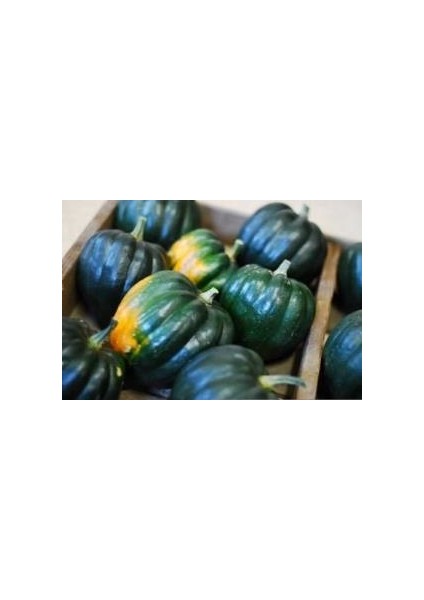 Doğal Table Queen Acorn Kışlık Siyah Kabak Tohumu(10 Tohum)