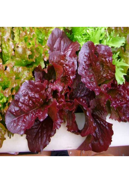 Doğal Red Salad Love Marul TOHUMU(100 Tohum)