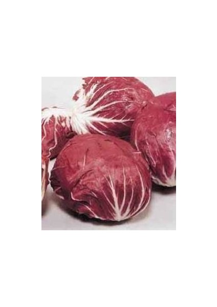 Italyan Hindiba TOHUMU(100 Tohum)