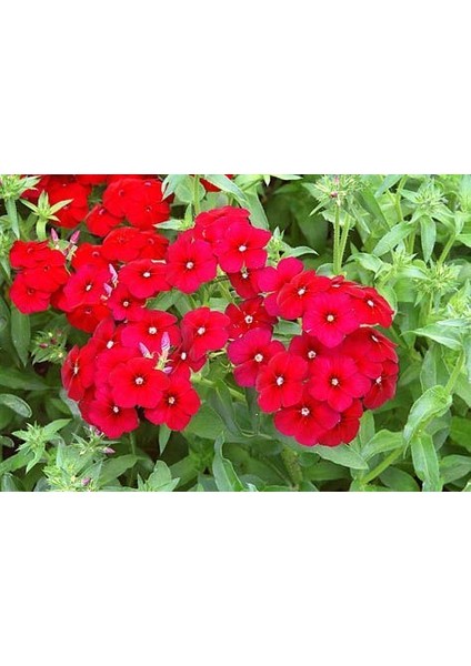 Red Love Floks Çiçeği TOHUMU(100 Tohum)