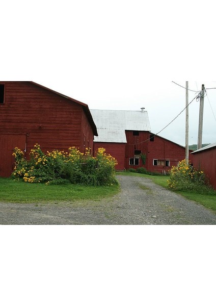 Nadir Golden Elegance Rudbekya Çiçeği Tohumu(50 Tohum) fiyatları