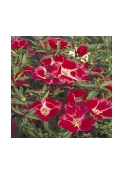 Kırmızı Grandiflora Meteor Godetia Yer Açelyasıçiçeği Tohumu(50 Tohum)