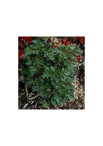 Doğal Pelin Otu Tohumu(50 Tohum)