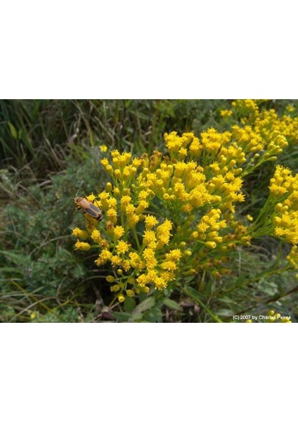 Solidago Çiçeği TOHUMU(100 Tohum) fiyatları