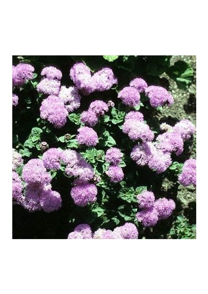 Pembe Top Vapur Dumanı(Ageratum) Çiçeği Tohumu(50 Tohum)