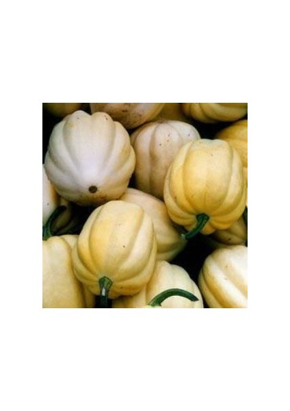 Doğal Table Gold Acorn Kışlık Kabak Tohumu(10 Tohum)