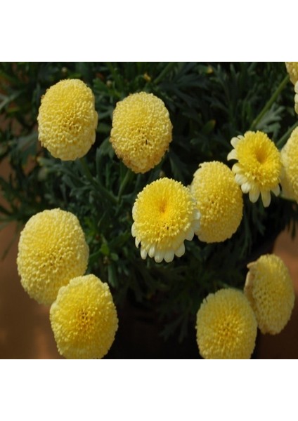 Dona Dayanıklı Pompon Yellow Aster Çiçeği Tohumu(50 Tohum)