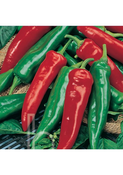 Yeşil Anaheim Chile Acı Biber Tohumu(20 Tohum)
