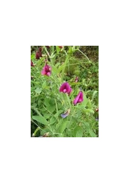 Doğal Burçak Otu Tohumu(30 Tohum)