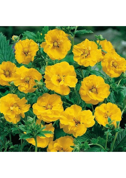Soğuklara Dayanıklı Katmerli Yellow Beauty Geum Çiçeği Tohumu(20 Tohum)