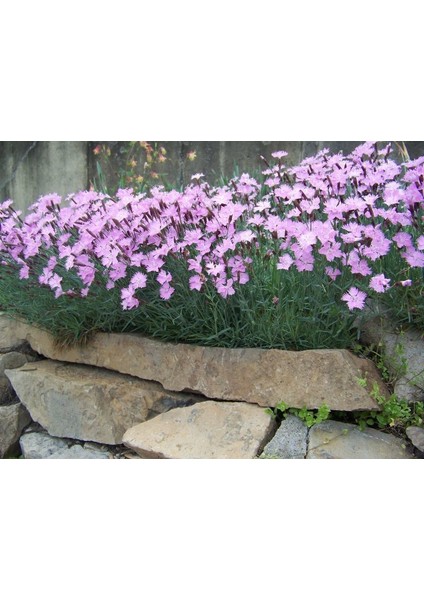 Dianthus Kır Pembesi Çiçeği Tohumu(50 Adet)