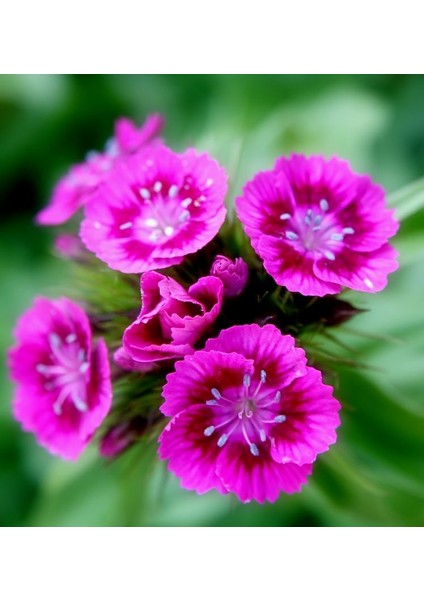 Lila Sweet William Dianthus Barbadus Çiçeği Tohumu(50 Adet)