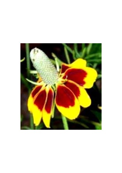 Kırmızı Sarı Bodur Ratibida Çiçeği TOHUMU(100 Tohum)