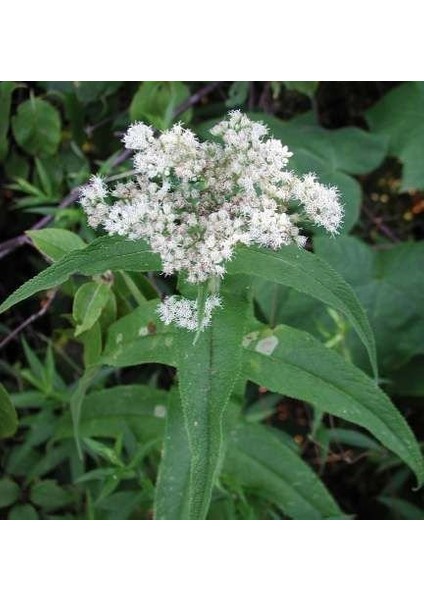 Şifali Boneset Çiçeği Tohumu(50 Tohum)