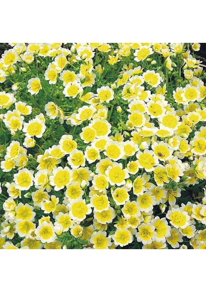 Yayılıcı Ispanyol Omleti Çiçeği Tohumu(50 Tohum)