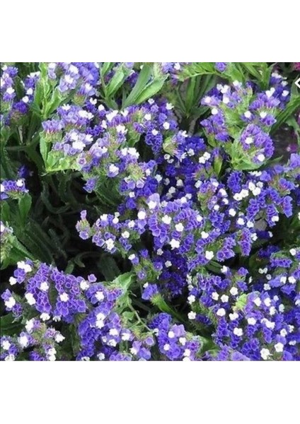 Limonium Sinuatum Blue River Deniz Lavantası Tohumu (30 Tohum)