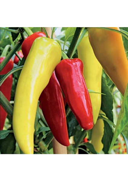 Doğal Tatlı Kırmızı Macar Biber Tohumu(20 Tohum)