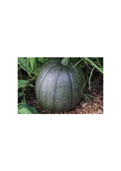 Doğal Siyah Tatume Yaz Kabağı Tohumu(10 Tohum)