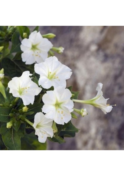 Beyazların Dansı White Akşam Sefası Çiçeği Tohumu(20 Tohum)