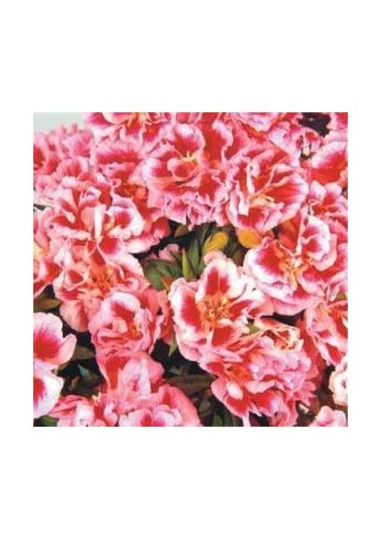 Doğal Rembrandt Godetia Yer Açelyasıçiçeği Tohumu(50 Tohum)