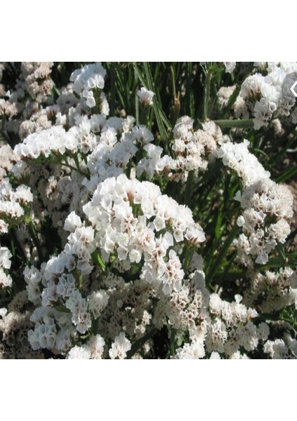 Limonium Sinuatum Pure White Deniz Lavantası Tohumu(30 Tohum)