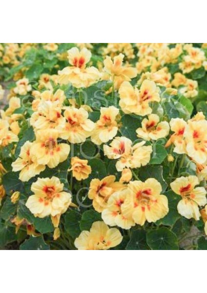 Tropaeolum Peach Melba Latin Çiçeği Tohumu (10 Adet)