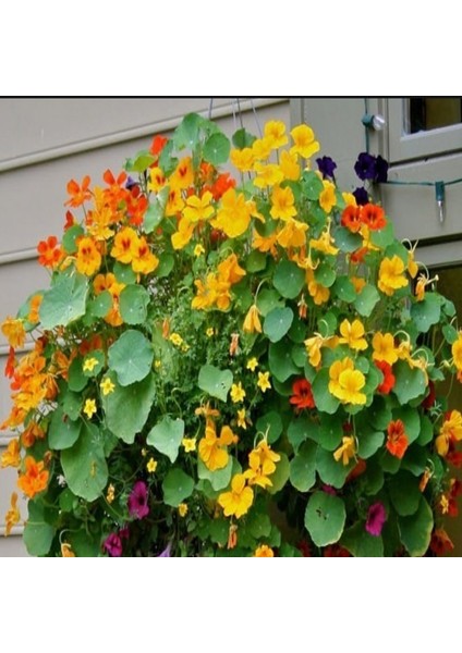 Tropaeolum Peach Melba Latin Çiçeği Tohumu (10 Adet) fiyatları