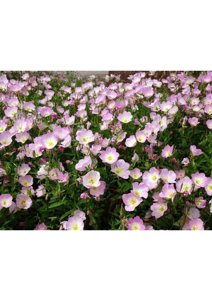 Royal King Çuha Çiçeği Tohumu(50 Tohum)