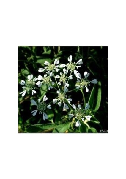 Geyik Otu TOHUMU(100 Tohum)