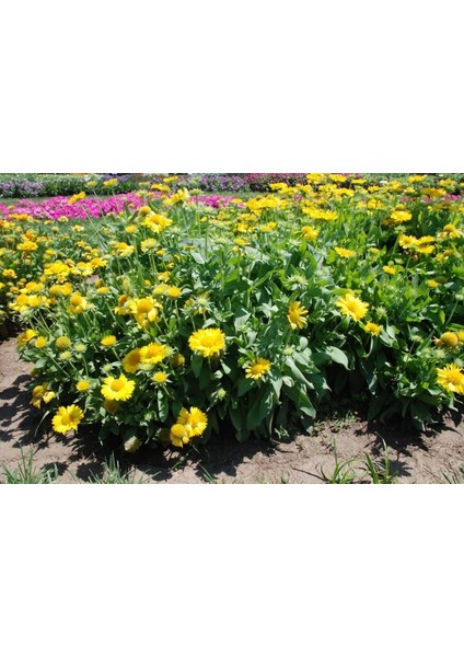 Sarı Renkli Gaillardia Gayret Çiçeği Tohumu(30 Tohum)