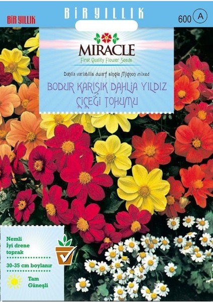 Miracle Karışık Renkli Bodur Mignon Dahlia Çiçeği Tohumu (80 Tohum)