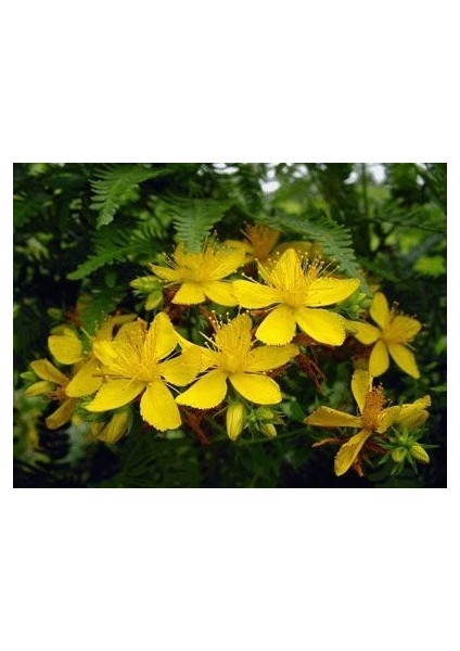 Doğal Sarı Kantoron(Kılıç Otu) Tohumu (10 Tohum)