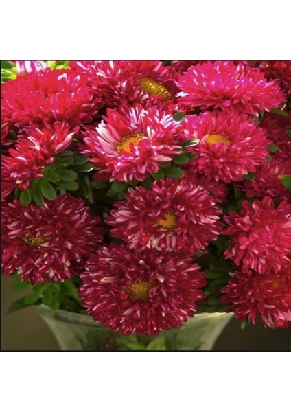 Pompon Fire Beacon Aster Çiçeği Tohumu(50 Tohum)