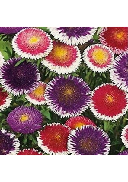 Pompon Hinomaru Mixed Aster Çiçeği Tohumu(50 Tohum)
