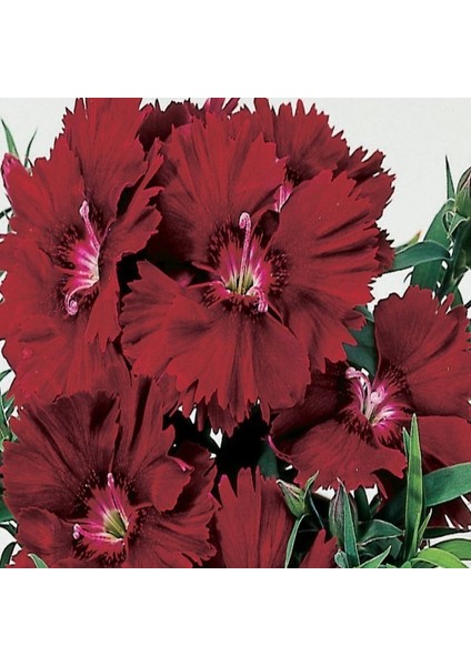Chabaud Crimson Karanfil Çiçeği Tohumu(70 Adet)
